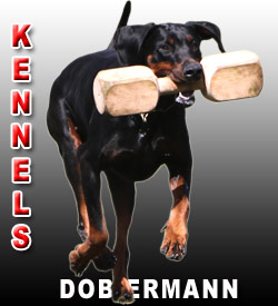 Dobermann kennels